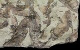 Fossil Fish (Gosiutichthys) Mortality Plate - Lake Gosiute #61569-2